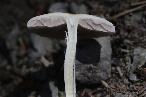 Psathyrella candolleana: From Witchcraft Rituals to Modern Witchcraft